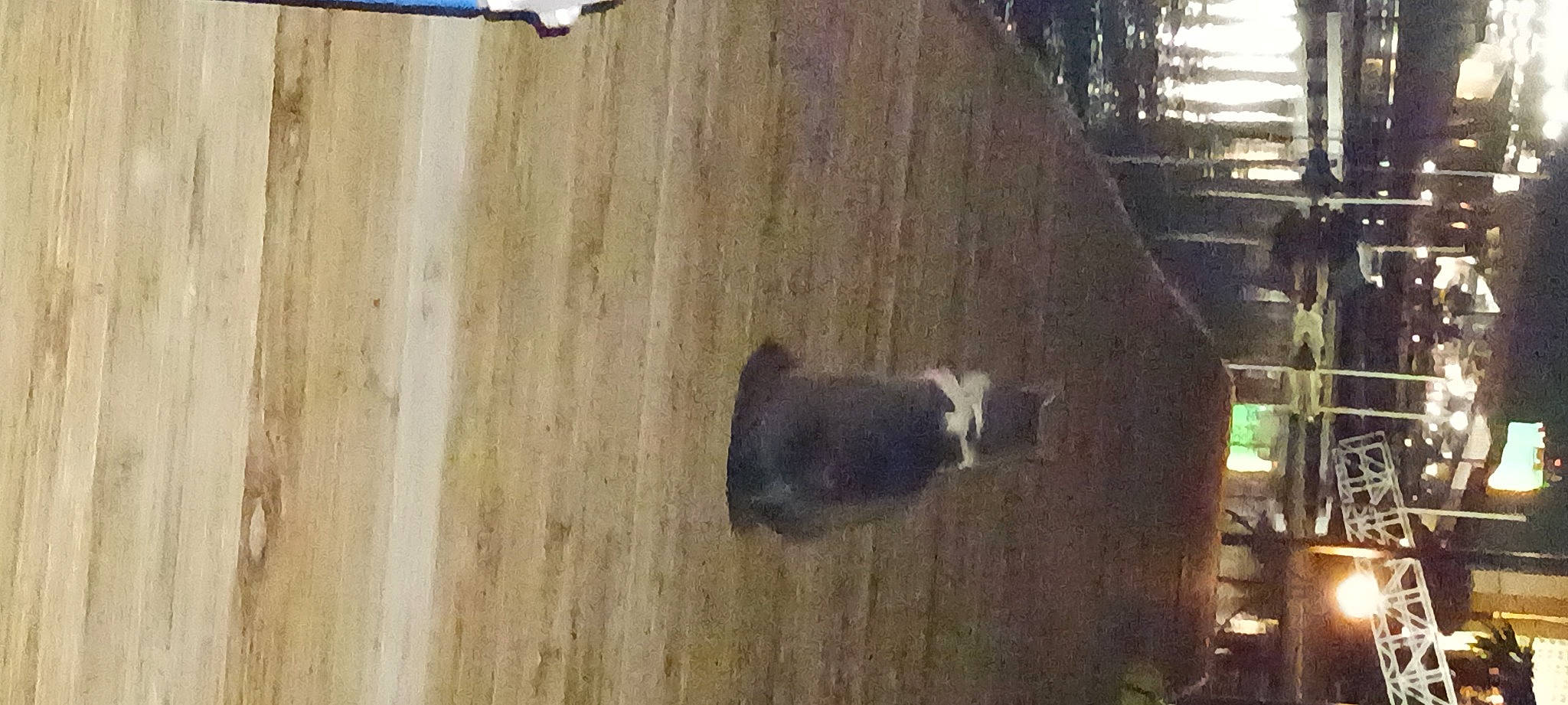 Rocky is registered to the contest to win money with this photo: canidae, carnivore, dog_breed, felidae, flooring, fur, hardwood, panda, plank, plywood, snout, sporting_group, tail, terrestrial_animal, tree, trunk, varnish, wall, wood, wood_stain