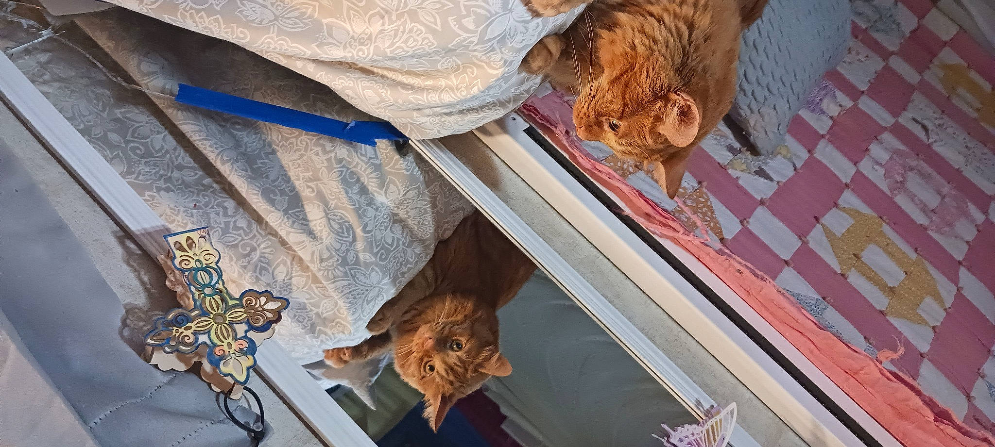 Oscar joined the competition — help win amazing prizes! automotive_exterior, automotive_window_part, car, carnivore, cat, domestic_short_haired_cat, door, dress, felidae, fur, glass, room, small_to_medium_sized_cats, textile, tints_and_shades, tree, vehicle_door, window, windshield, wood