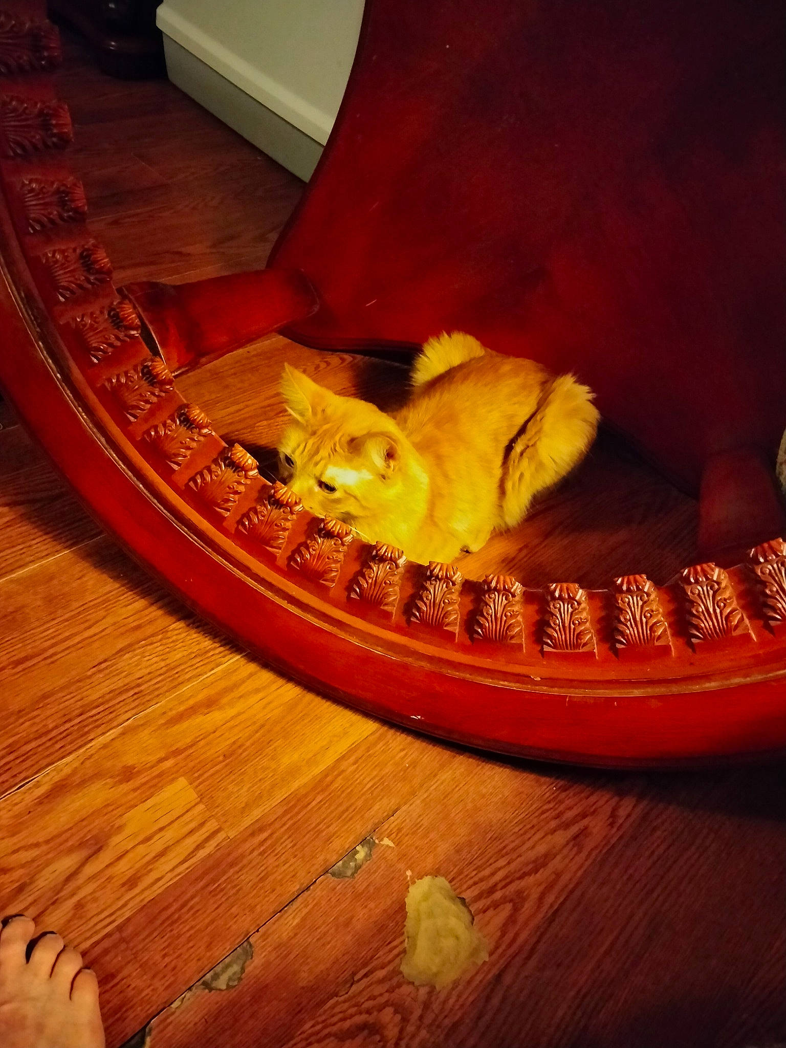 Oscar joined the competition — help win amazing prizes! automotive_tire, carnivore, cat, comfort, companion_dog, couch, dog, dog_breed, fawn, felidae, floor, flooring, hardwood, small_to_medium_sized_cats, tail, tints_and_shades, varnish, whiskers, wood, wood_stain