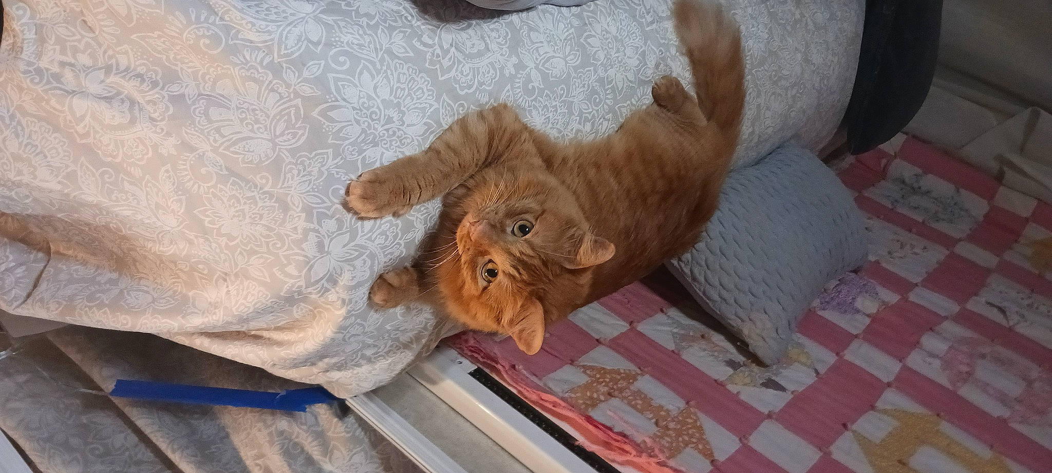 Oscar is registered to the contest to win money with this photo: canidae, carnivore, comfort, companion_dog, dog, dog_breed, dog_supply, fawn, felidae, fur, hardwood, liver, paw, snout, sporting_group, terrestrial_animal, whiskers, wood, working_animal, wrinkle