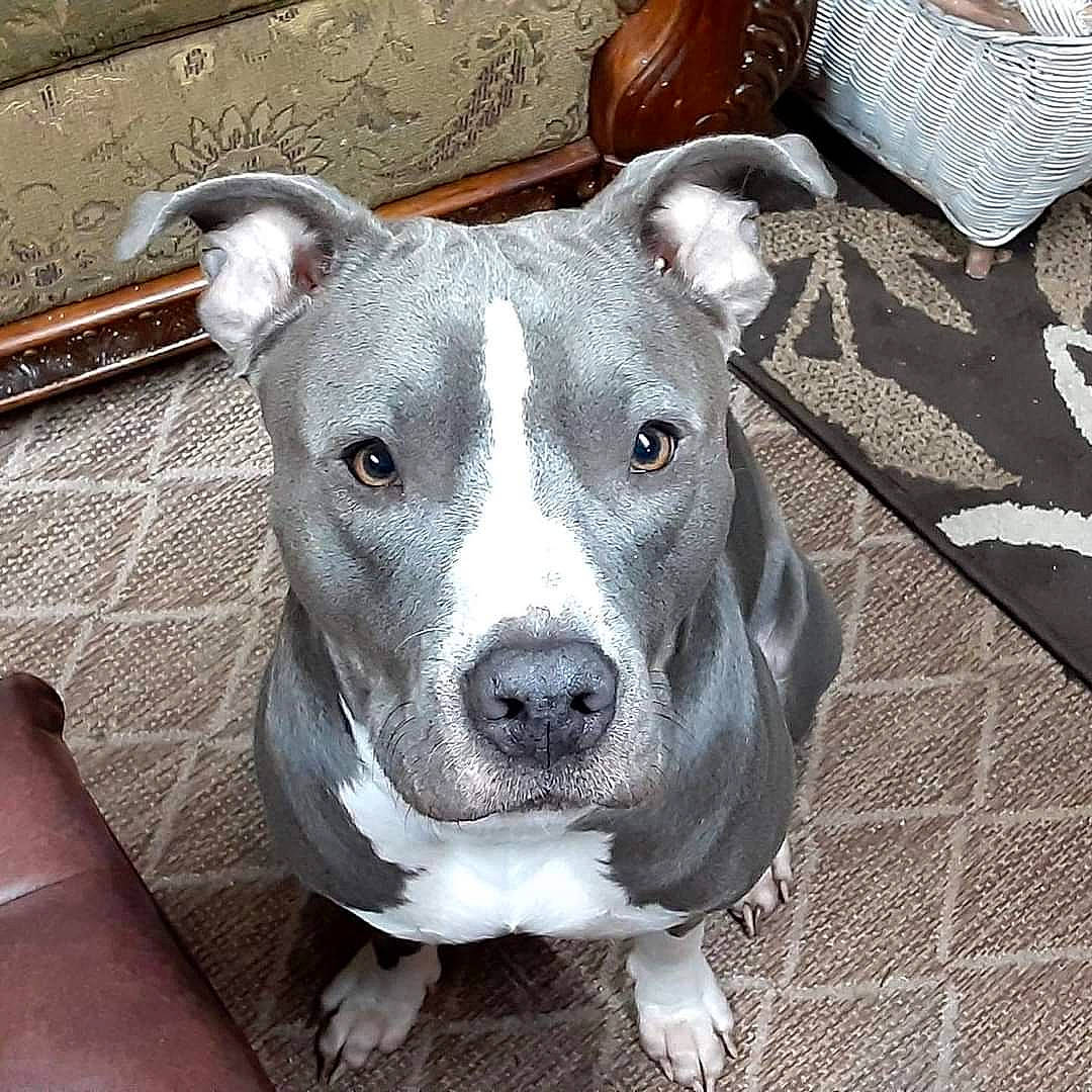 Rayne joined the competition — help win amazing prizes! ancient_dog_breeds, carnivore, collar, companion_dog, dog, dog_breed, dog_collar, fawn, guard_dog, metal, non_sporting_group, pet_supply, snout, sporting_group, terrestrial_animal, whiskers, working_animal