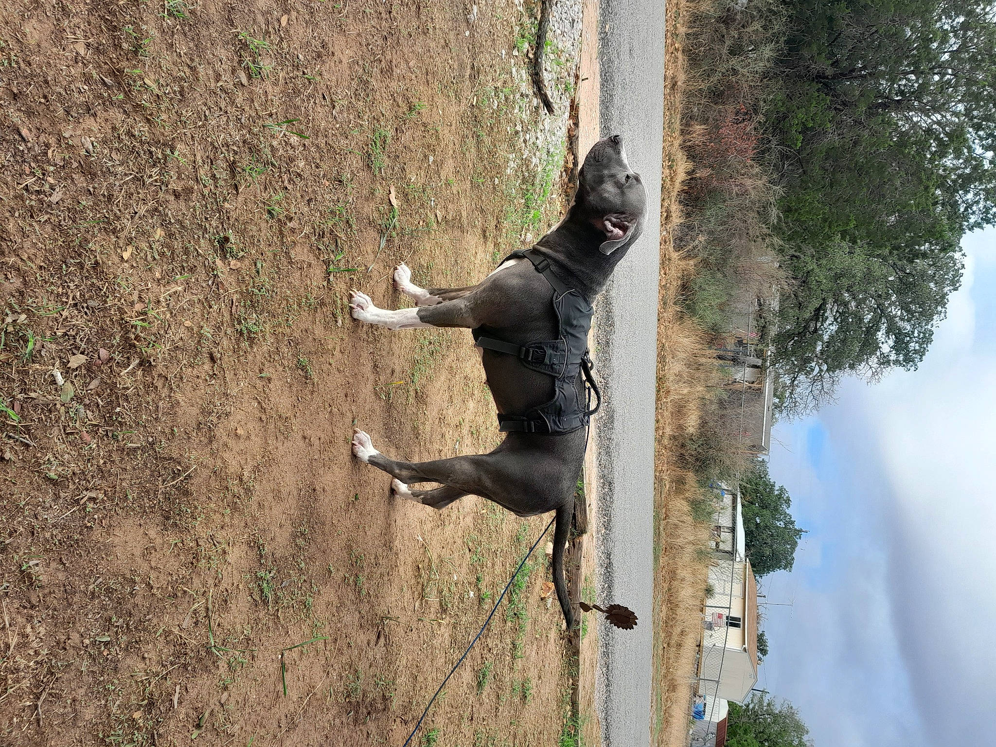 Rayne is registered to the contest to win money with this photo: adventure, art, carnivore, cloud, dog, monument, plant, recreation, sculpture, sky, sporting_group, statue, tail, tree, trunk, water, wildlife, wood, woody_plant, working_animal