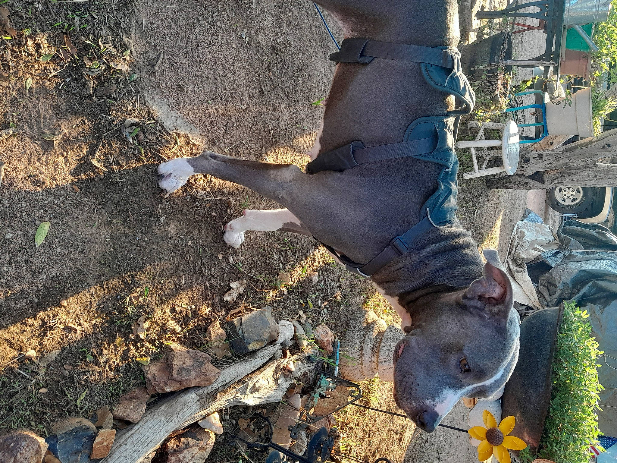 Rayne is registered to the contest to win money with this photo: denim, elbow, foot, grass, human_leg, landscape, livestock, plant, sculpture, shadow, soil, tail, tree, trunk, water, wildlife, wood, working_animal