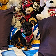 Evee is registered to the contest to win money with this photo: dog, small_dog, black_dog, pink_harness, stuffed_animals, plush_toys, pillow, blanket, patterned_blanket, indoor, bedroom, toy, cute, pet, animal, seated, looking_at_camera, cozy, decor, soft_toys