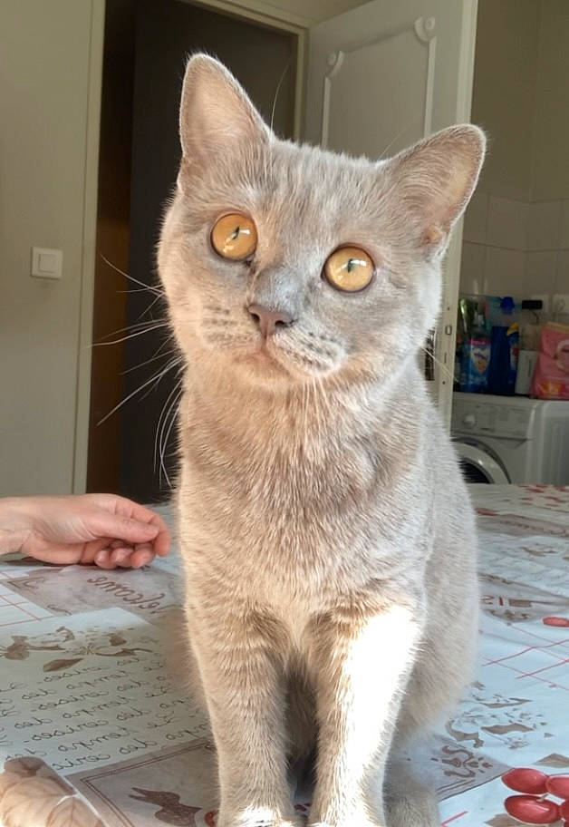 Mimi a rejoint le concours — aidez-le/la à gagner de superbes lots ! carnivore, cat, cat_supply, domestic_short_haired_cat, fawn, felidae, fur, pet_supply, small_to_medium_sized_cats, snout, tail, whiskers, window