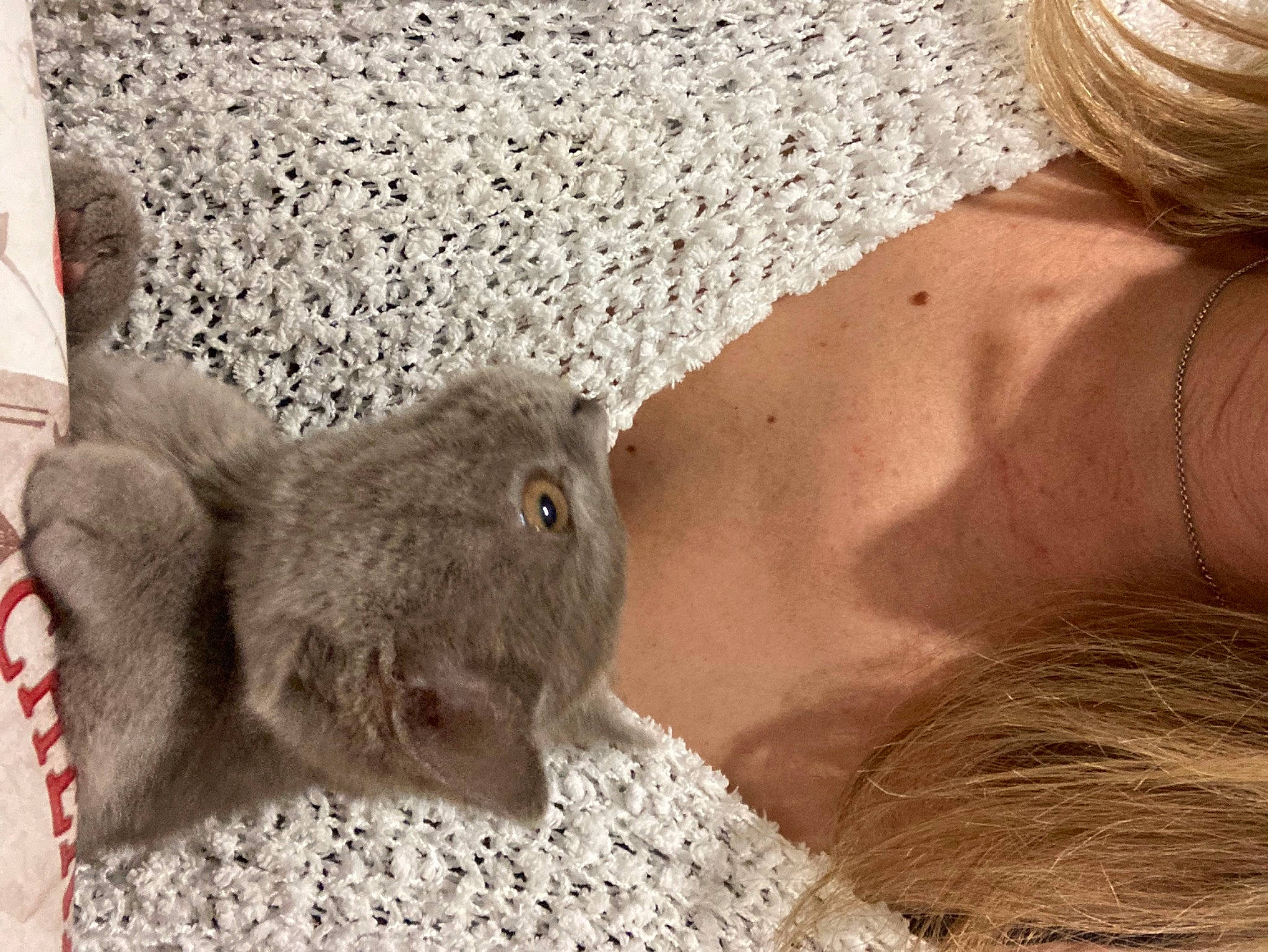 Mimi participe au concours pour gagner de l'argent avec cette photo : claw, comfort, fawn, foot, fur, grass, jewellery, landscape, paw, rodent, sitting, snout, soil, tail, terrestrial_animal, whiskers, wildlife