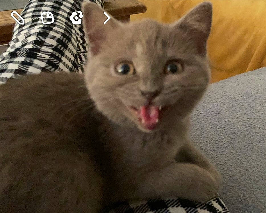 Mimi participe au concours pour gagner de l'argent avec cette photo : carnivore, cat, cat_bed, cat_supply, comfort, domestic_short_haired_cat, eye, felidae, fur, grey, pattern, plaid, small_to_medium_sized_cats, snout, tartan, terrestrial_animal, whiskers, window