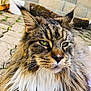 Jango a rejoint le concours — aidez-le/la à gagner de superbes lots ! carnivore, cat, domestic_long_haired_cat, european_shorthair, eye, felidae, fur, maine_coon, mammal, norwegian_forest_cat, pixie_bob, siberian, small_to_medium_sized_cats, tabby_cat, vertebrate, whiskers, wild_cat, wildlife