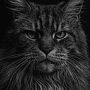 Jango a rejoint le concours — aidez-le/la à gagner de superbes lots ! animal, black_and_white, cat, close_up, dark_background, detailed, ears, eyes, face, feline, fur, intense_gaze, long_hair, majestic, mysterious, nature, pet, portrait, whiskers, wild
