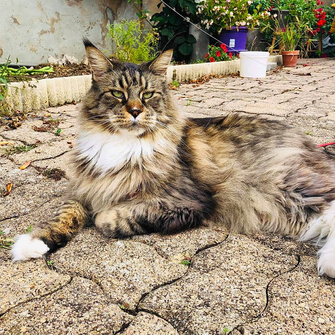 Jango participe au concours pour gagner de l'argent avec cette photo : carnivore, cat, claw, domestic_short_haired_cat, felidae, flowerpot, fur, grass, houseplant, maine_coon, plant, road_surface, sitting, small_to_medium_sized_cats, snout, soil, tail, terrestrial_animal, tree, whiskers