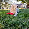 animal, canine, daylight, dog, fur, garden, golden_retriever, grass, greenery, house, landscape, nature, outdoor, pet, playing, relaxed, summer, sunlight, toy, tree