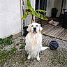Taïko a rejoint le concours — aidez-le/la à gagner de superbes lots ! animal, banana_plant, basketball, calm, daylight, dog, garden, golden_retriever, gravel, house_wall, leaves, nature, outdoor, patio, pet, plant_pot, plush_toy, sitting, white_fur, wooden_deck