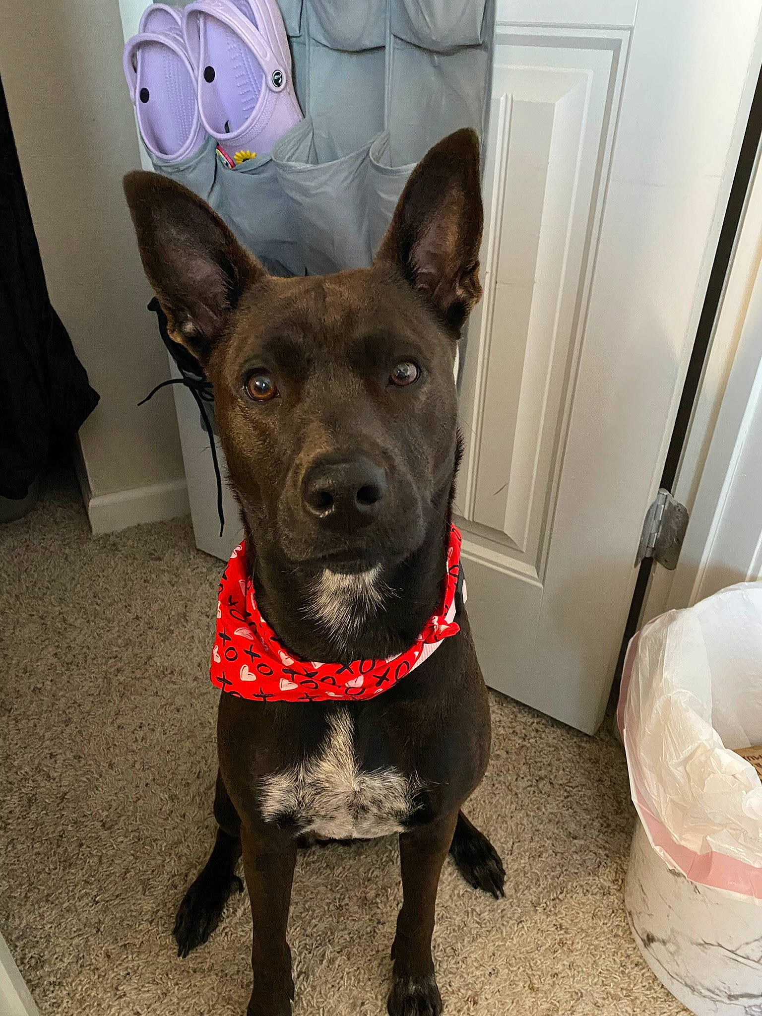 Frida is registered to the contest to win money with this photo: carnivore, collar, companion_dog, dog, dog_breed, dog_collar, door, fawn, felidae, fur, guard_dog, liver, party_hat, pet_supply, plastic_bag, snout, sporting_group, tail, whiskers, working_animal