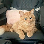Whiskey joined the competition — help win amazing prizes! cat, orange_cat, fluffy, long_hair, feline, pet, animal, sitting, lying_down, chair, indoor, home, green_eyes, whiskers, ears, paws, tail, fur, portrait, relaxed