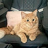 cat, orange_cat, fluffy, long_hair, feline, pet, animal, sitting, lying_down, chair, indoor, home, green_eyes, whiskers, ears, paws, tail, fur, portrait, relaxed