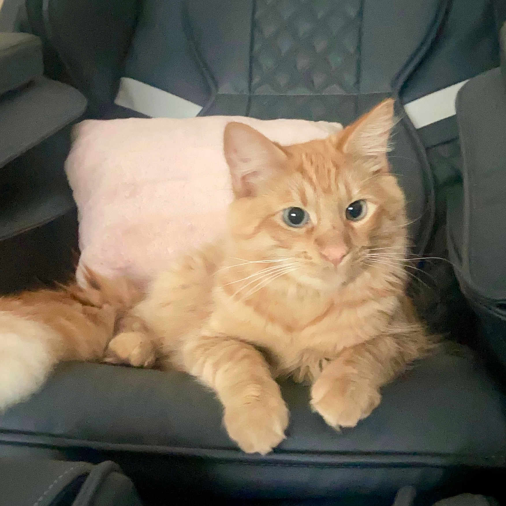 Whiskey joined the competition — help win amazing prizes! cat, orange_cat, fluffy, long_hair, feline, pet, animal, sitting, lying_down, chair, indoor, home, green_eyes, whiskers, ears, paws, tail, fur, portrait, relaxed