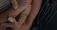 Lil Zach joined the competition — help win amazing prizes! cat, kitten, orange_tabby, person, hand, arm, couch, indoor, casual, sleepy, cute, pet, animal, feline, resting, holding, relaxed, domestic, young, cozy