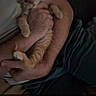 cat, kitten, orange_tabby, person, hand, arm, couch, indoor, casual, sleepy, cute, pet, animal, feline, resting, holding, relaxed, domestic, young, cozy