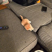 Lil Zach is registered to the contest to win money with this photo: kitten, cat, couch, remote_control, phone, plush_toy, penguin_plush, basket, blanket, fabric, indoor, living_room, pet, small_animal, curious, cozy, patterned, furniture, orange_cat, playful