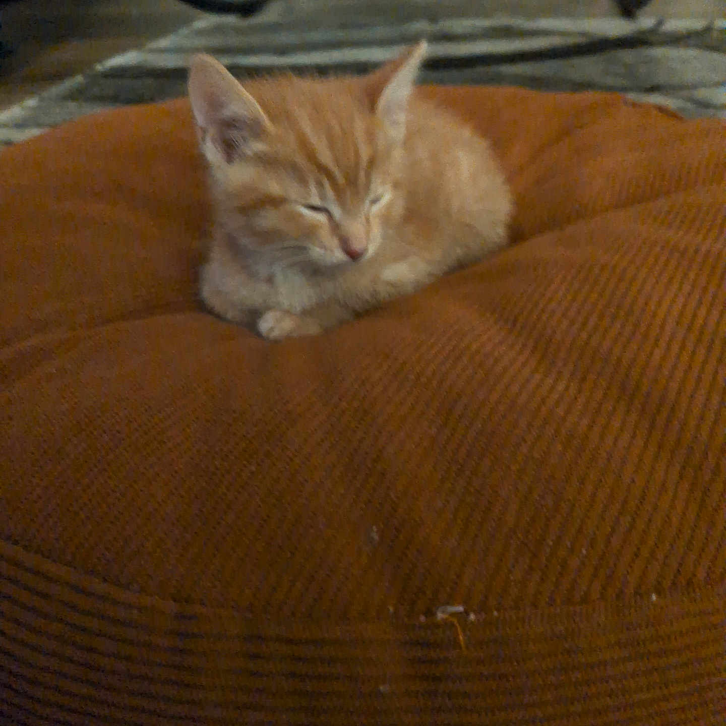 Lil Zach joined the competition — help win amazing prizes! kitten, cat, orange_cat, sleepy, cushion, brown, cozy, indoor, pet, feline, cute, resting, soft, fur, small_animal, domestic_animal, blurred_background, comfort, relaxation, home