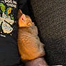 Lil Zach is registered to the contest to win money with this photo: kitten, cat, sleeping, arm, person, black_shirt, graphic_tshirt, text, orange_fur, feline, nap, resting, hand, couch, fabric, texture, indoor, cute, small, pet
