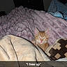 Lil Zach joined the competition — help win amazing prizes! kitten, cat, blanket, sleepy, cozy, orange_cat, indoor, television, video_game, soft_texture, plush, resting, pet, cute, home, furniture, relaxing, warm, comfort, caption