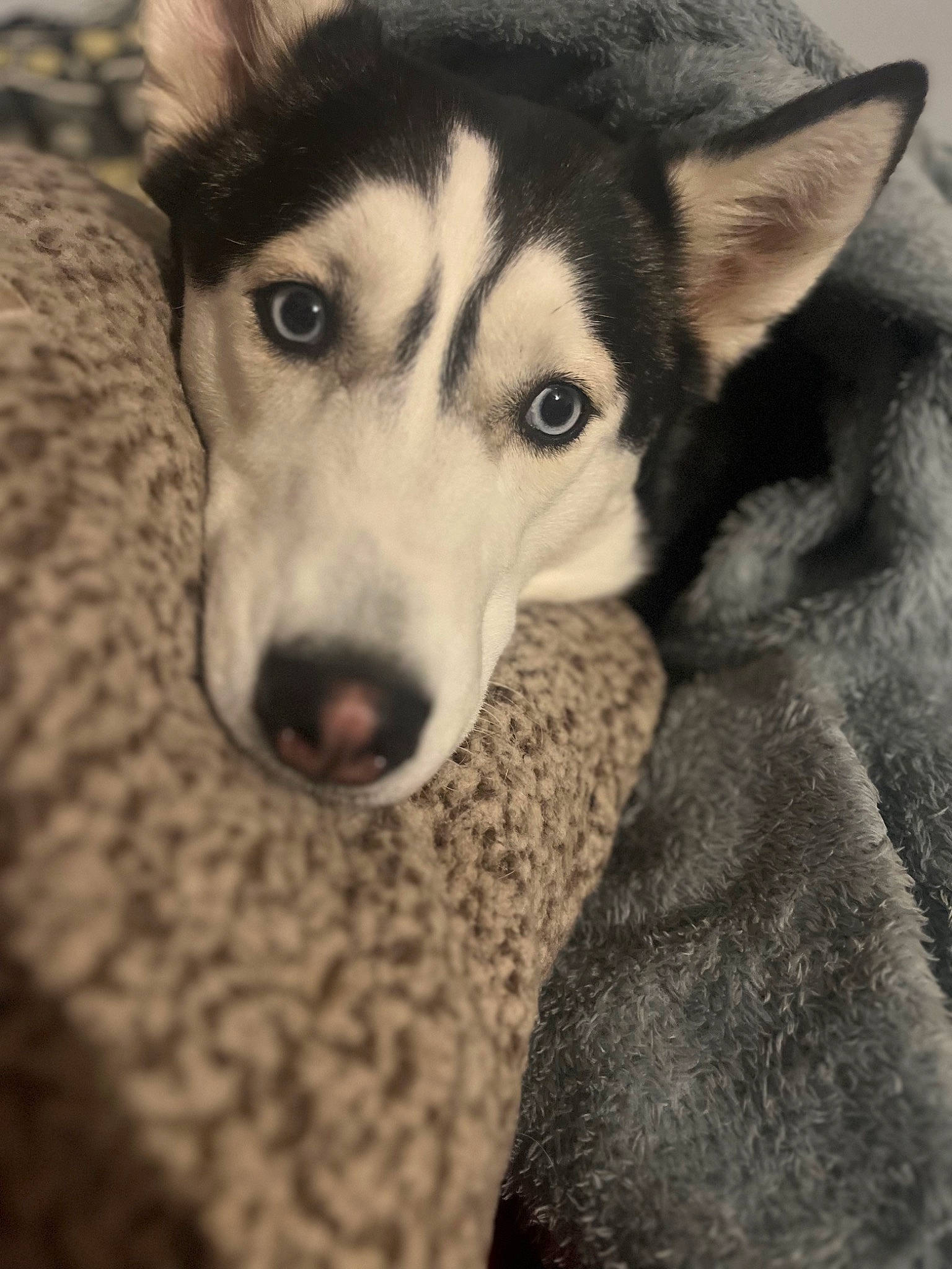 Neko joined the competition — help win amazing prizes! canidae, canis, carnivore, comfort, companion_dog, dog, dog_breed, fur, grey, monochrome_photography, siberian_husky, sled_dog, sporting_group, square, terrestrial_animal, whiskers, wildlife, wolf, working_animal, working_dog