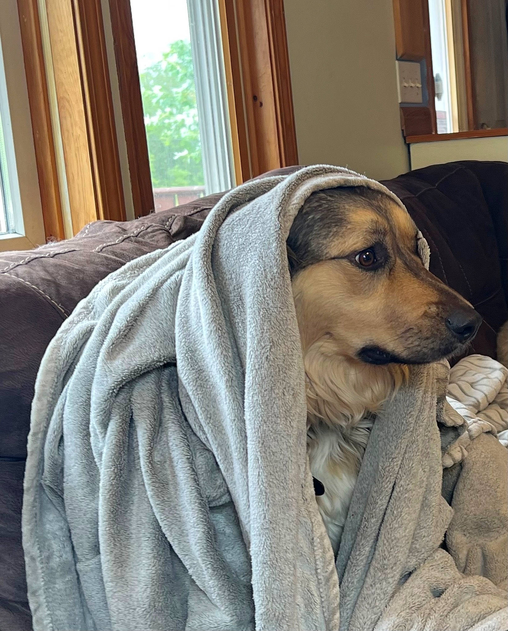 Rocky joined the competition — help win amazing prizes! bedding, canidae, carnivore, comfort, companion_dog, curtain, dog, dog_breed, fawn, flooring, fur, grey, hardwood, linens, snout, sporting_group, window, wood, woolen, working_animal