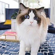 Princess Lola joined the competition — help win amazing prizes! cat, fluffy, long_hair, blue_eyes, white_fur, brown_fur, black_markings, pet, animal, portrait, close_up, standing, indoors, home, blanket, patterned_blanket, furniture, bright_lighting, cute