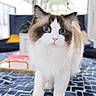 cat, fluffy, long_hair, blue_eyes, white_fur, brown_fur, black_markings, pet, animal, portrait, close_up, standing, indoors, home, blanket, patterned_blanket, furniture, bright_lighting, cute