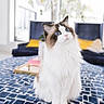 cat, fluffy, long_hair, blue_eyes, ragdoll, white_fur, brown_markings, sitting, indoors, pet, animal, portrait, looking_up, whiskers, ears, paws, blanket, geometric_pattern, sofa, home_decor