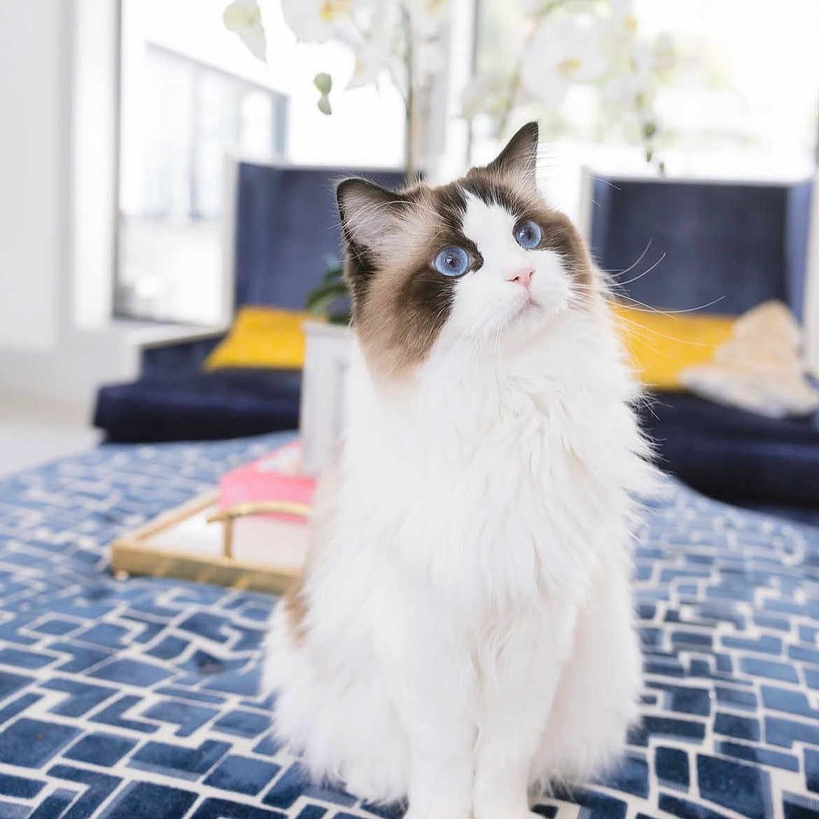 Princess Lola