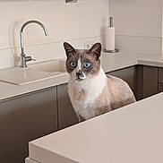 Moka participe au concours pour gagner de l'argent avec cette photo : cat, blue_eyes, kitchen, counter, modern, minimalist, curious, pet, animal, indoor, feline, clean, white, gray, sink, cabinet, paper_towel, domestic, household, portrait