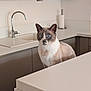 cat, blue_eyes, kitchen, counter, modern, minimalist, curious, pet, animal, indoor, feline, clean, white, gray, sink, cabinet, paper_towel, domestic, household, portrait