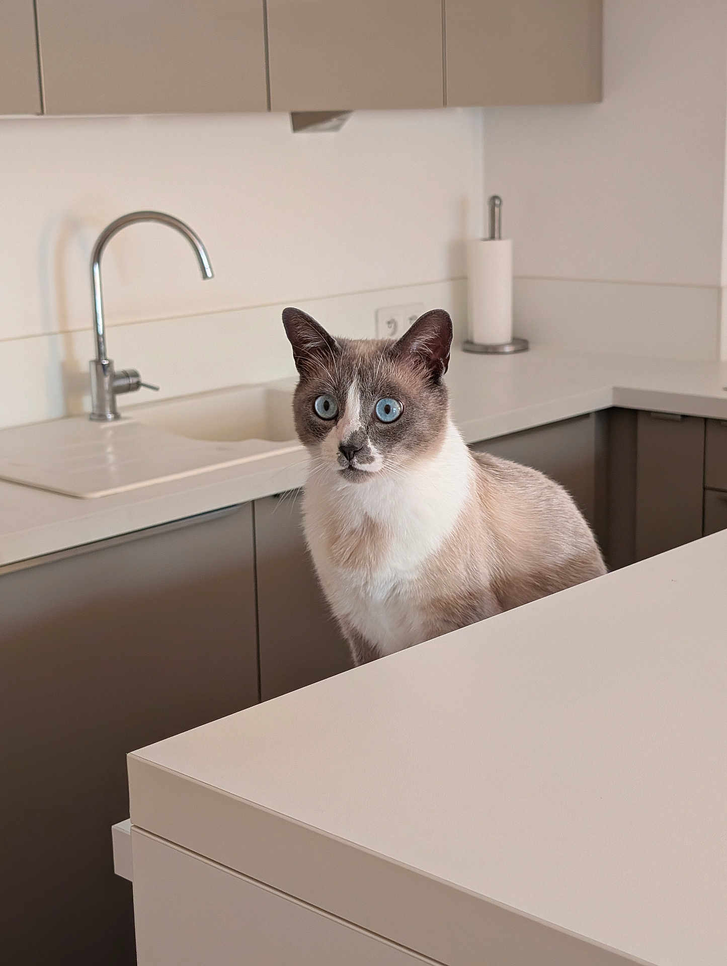 Moka participe au concours pour gagner de l'argent avec cette photo : cat, blue_eyes, kitchen, counter, modern, minimalist, curious, pet, animal, indoor, feline, clean, white, gray, sink, cabinet, paper_towel, domestic, household, portrait