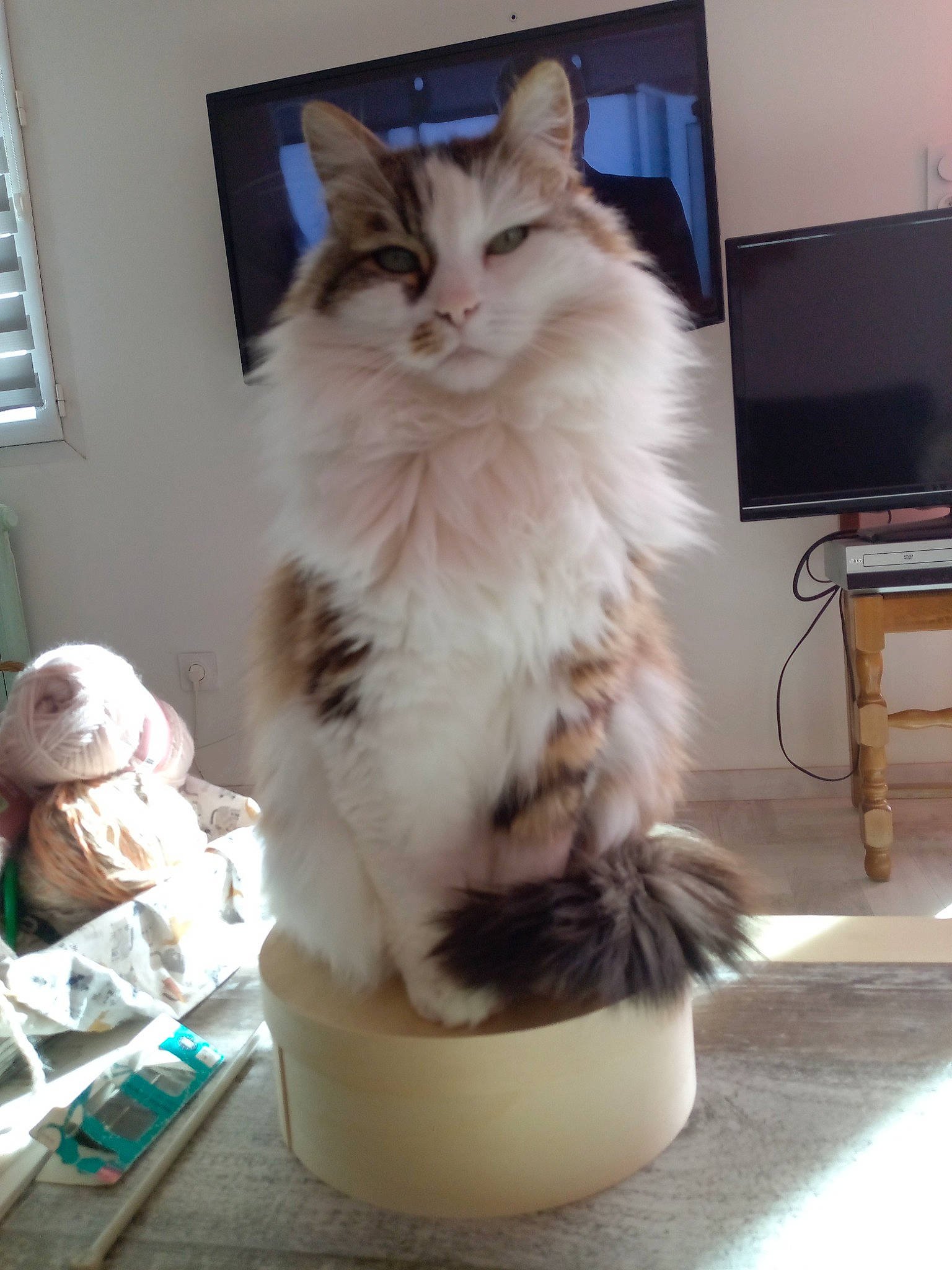 Bella participe au concours pour gagner de l'argent avec cette photo : box, british_longhair, carnivore, cat, domestic_short_haired_cat, felidae, flooring, flowerpot, fur, led_backlit_lcd_display, maine_coon, paw, small_to_medium_sized_cats, stuffed_toy, tail, teddy_bear, television, toy, whiskers, window