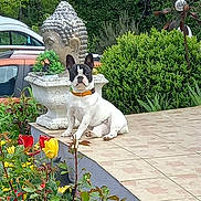 Maya participe au concours pour gagner de l'argent avec cette photo : dog, outdoor, garden, flowers, bushes, patio, decorative_planter, buddha_statue, tile_floor, greenery, sunny, daytime, small_dog, collar, nature, plant, colorful, calm, animal, pet