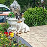 dog, outdoor, garden, flowers, bushes, patio, decorative_planter, buddha_statue, tile_floor, greenery, sunny, daytime, small_dog, collar, nature, plant, colorful, calm, animal, pet