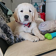 Toby participe au concours pour gagner de l'argent avec cette photo : puppy, golden_retriever, dog, couch, blanket, toy, indoor, pet, collar, furniture, cozy, home, relaxed, cute, small_dog, domestic, animal, living_room, resting, young_dog