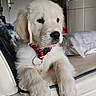 Toby participe au concours pour gagner de l'argent avec cette photo : puppy, golden_retriever, dog, pet, indoor, sofa, couch, collar, fur, cute, animal, young, domestic_animal, relaxing, paws, furniture, household, companion, adorable, portrait