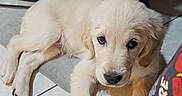 Toby a rejoint le concours — aidez-le/la à gagner de superbes lots ! puppy, golden_retriever, dog, pet, indoor, floor, tile, cute, young, animal, canine, fur, laying_down, looking_up, adorable, domestic, mammal, companion, resting, soft