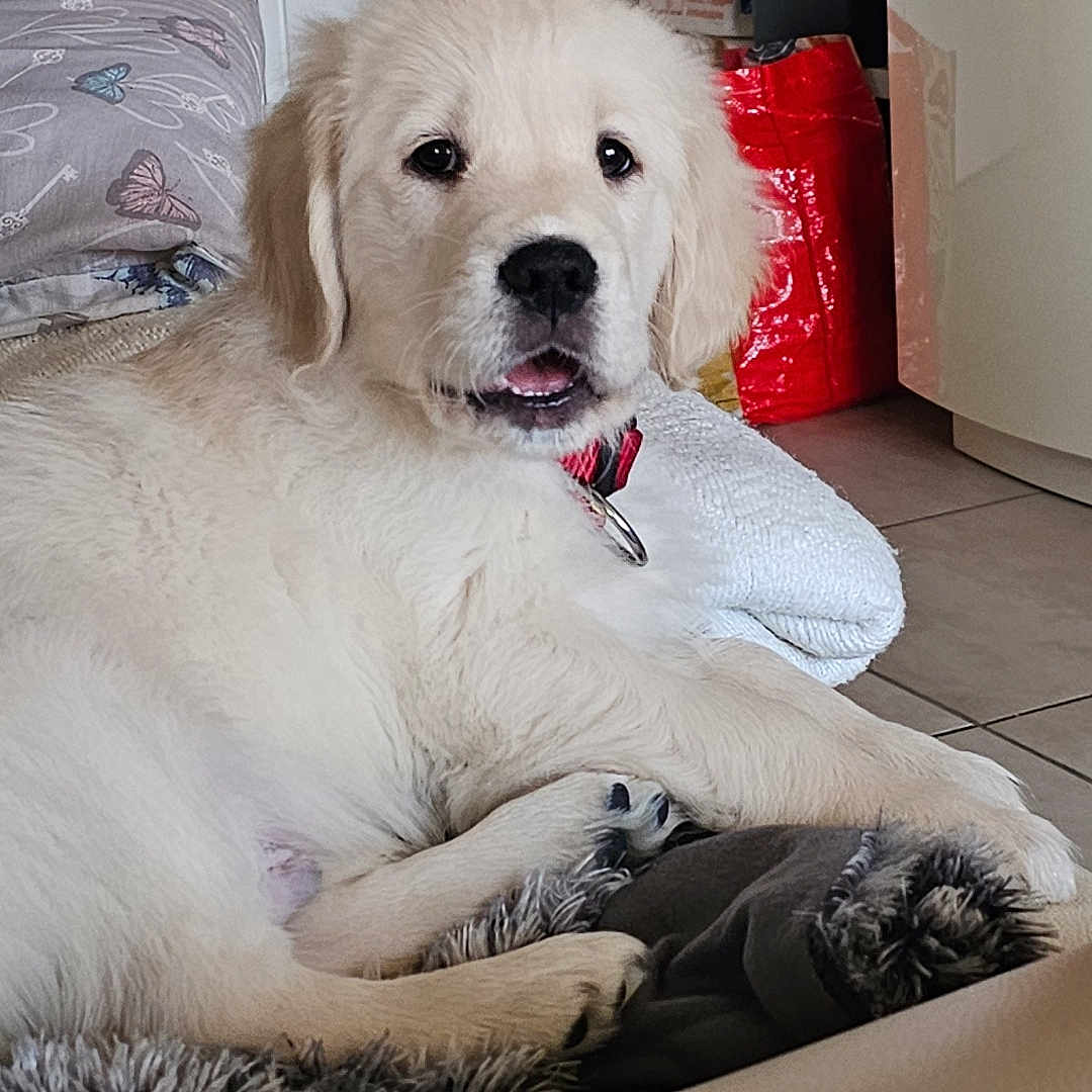 Toby participe au concours pour gagner de l'argent avec cette photo : puppy, dog, golden_retriever, pet, animal, indoor, blanket, floor, pillow, butterfly_pattern, household_items, water_bottle, bag, fur, cute, young_dog, collar, relaxed, looking, mouth_open