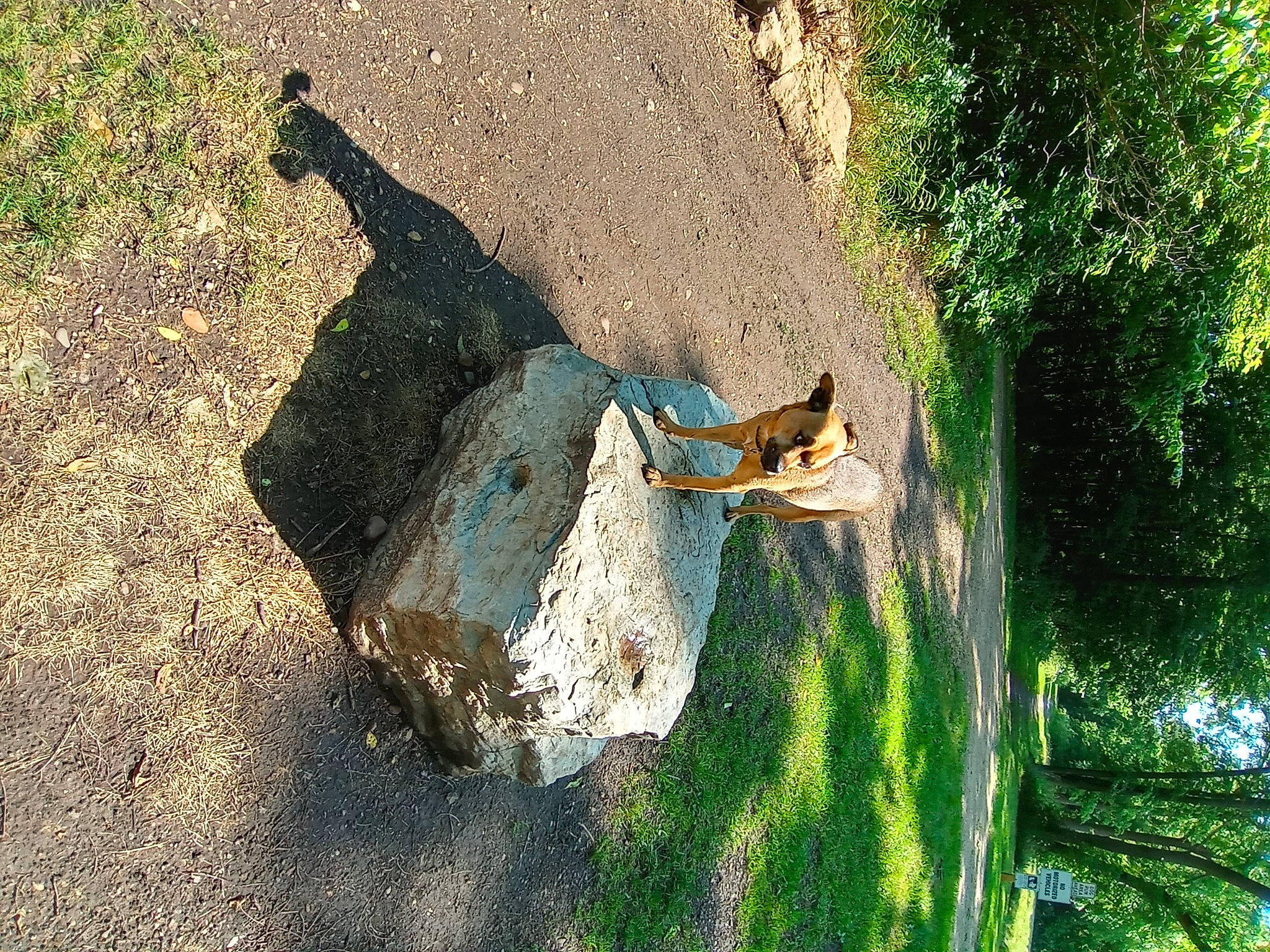 Coco joined the competition — help win amazing prizes! branch, grass, landscape, leaf, leisure, nature, people_in_nature, plant, recreation, road_surface, rock, shadow, soil, sunlight, tints_and_shades, tree, trunk, water, wood, woody_plant