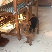 Harko a rejoint le concours — aidez-le/la à gagner de superbes lots ! black_fur, brown_fur, canine, chair_cushion, companion, cute, dining_chair, dog, furniture, home_interior, indoor, looking_at_camera, paws, pet, small_dog, standing, table, terrier, tile_floor, wooden_chair