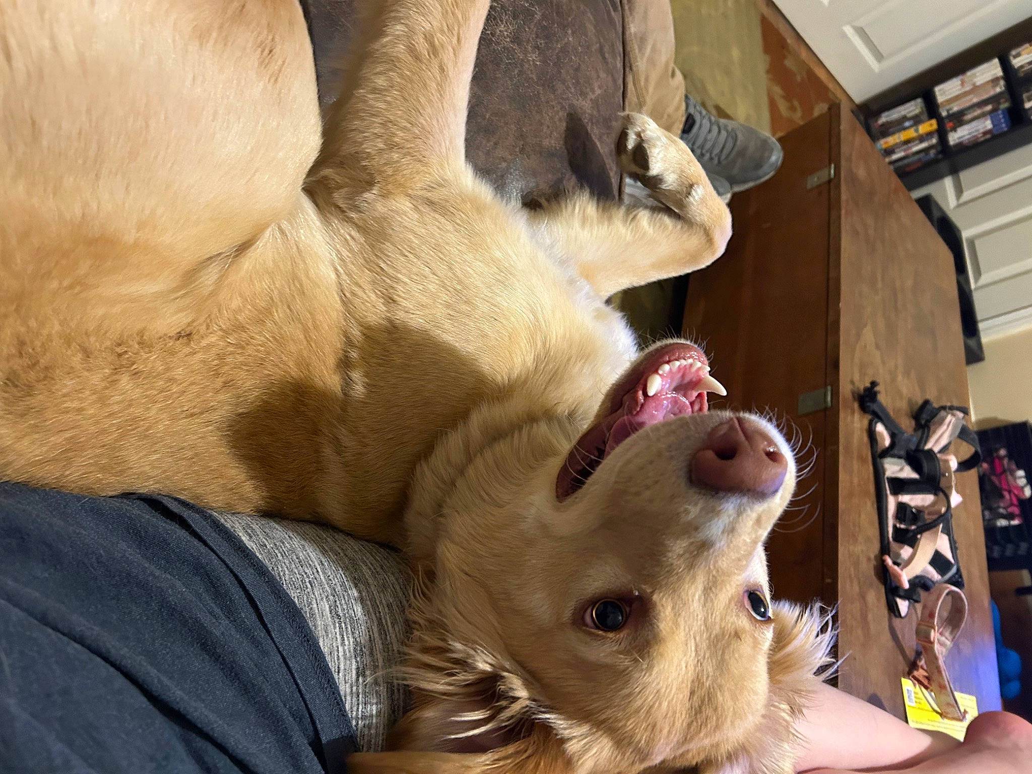 Bailey joined the competition — help win amazing prizes! canidae, carnivore, comfort, companion_dog, dog, dog_breed, ear, fawn, foot, fur, gesture, jaw, paw, shelf, smile, snout, sporting_group, whiskers, working_animal, yawn