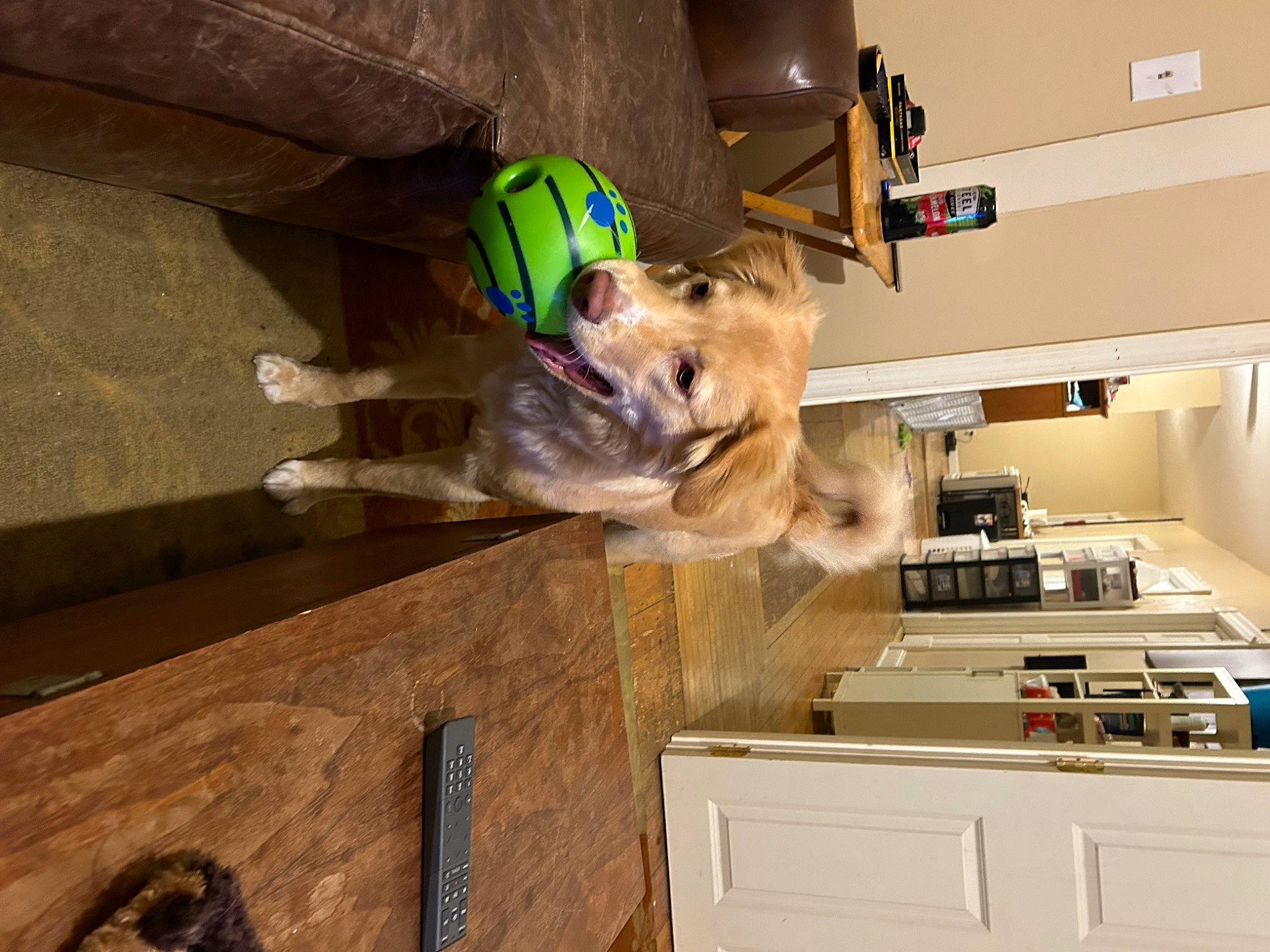 Bailey is registered to the contest to win money with this photo: cabinetry, canidae, carnivore, ceiling, companion_dog, countertop, dog, dog_breed, drawer, fawn, flooring, hardwood, home_appliance, kitchen, kitchen_appliance, kitchen_stove, room, sporting_group, wood, working_animal