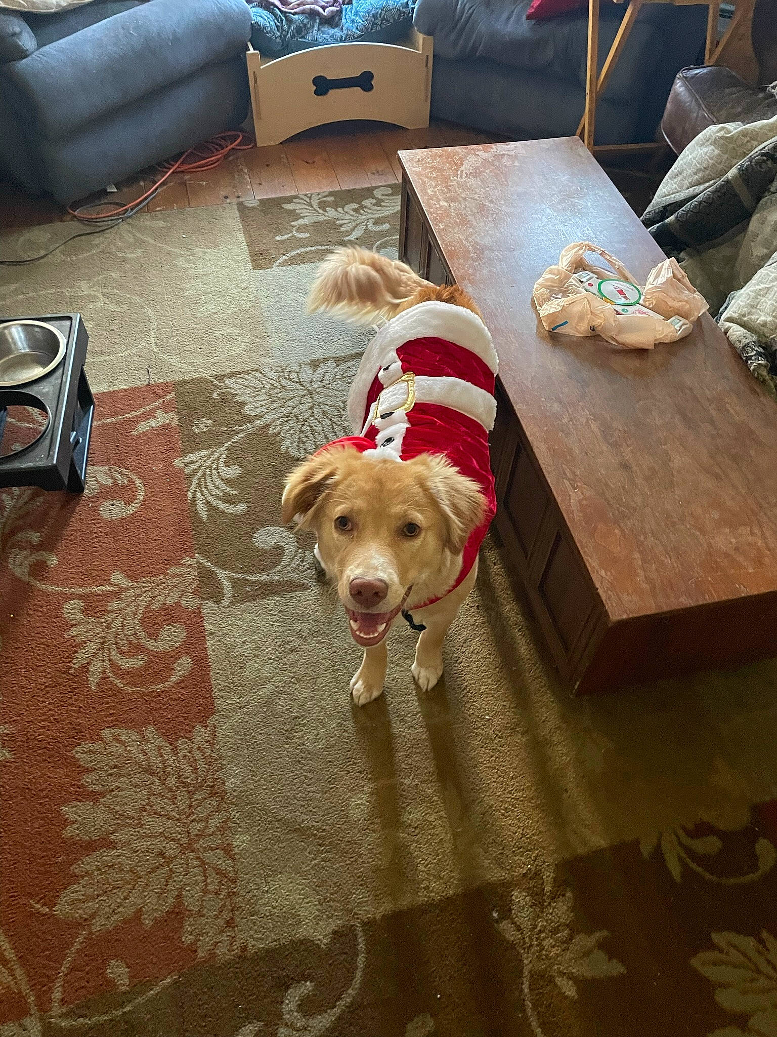 Bailey joined the competition — help win amazing prizes! carnivore, chair, comfort, companion_dog, couch, dog, dog_breed, dog_supply, fawn, floor, flooring, fur, hardwood, living_room, pet_supply, pillow, rectangle, table, wood, working_animal