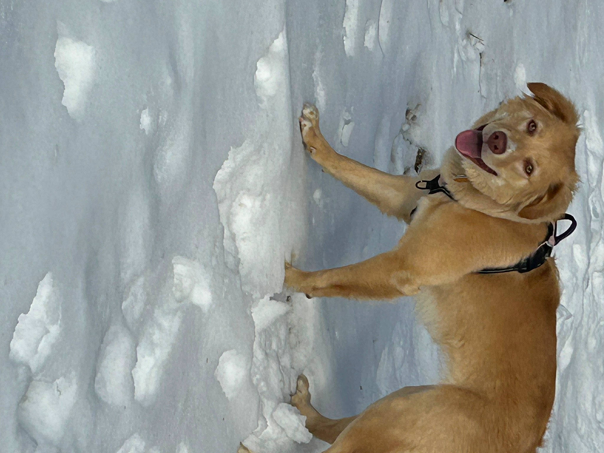 Bailey joined the competition — help win amazing prizes! adventure, canidae, carnivore, companion_dog, dog, dog_breed, fawn, foot, freezing, fun, gesture, hat, human_leg, ice_cap, paw, recreation, smile, snow, sporting_group, winter