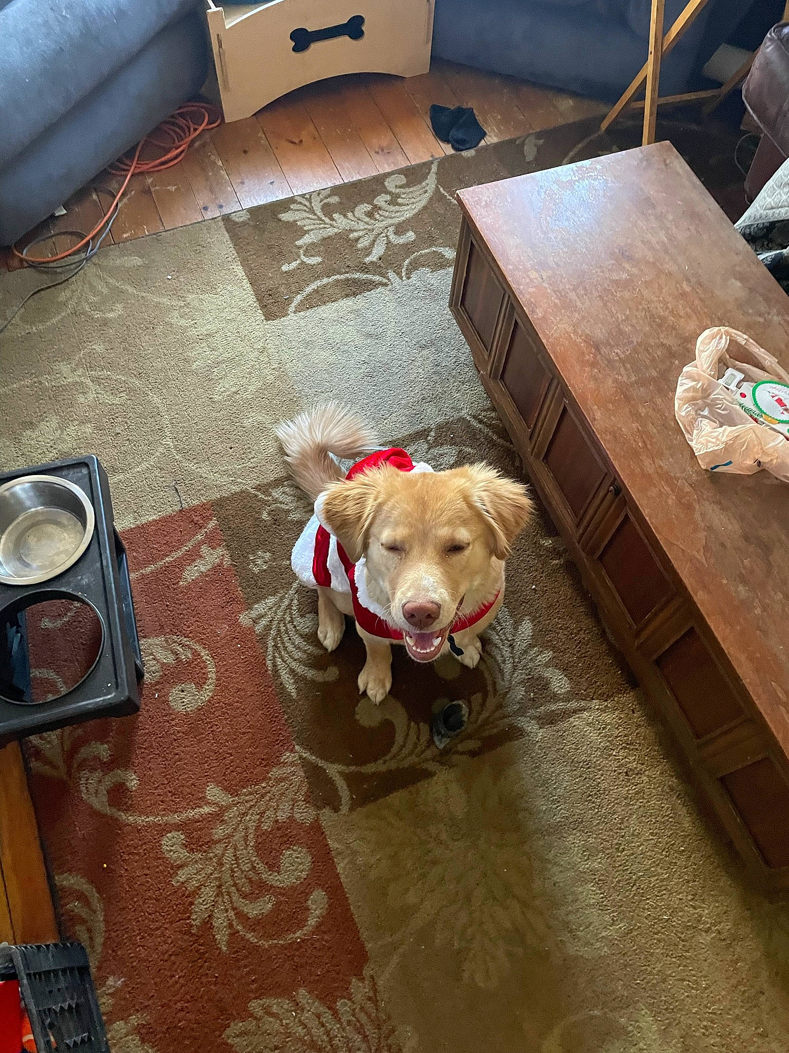 Bailey is registered to the contest to win money with this photo: carnivore, chair, comfort, companion_dog, couch, dog, dog_breed, dog_supply, fawn, floor, flooring, hardwood, laminate_flooring, living_room, room, table, wood, wood_flooring, wood_stain, working_animal