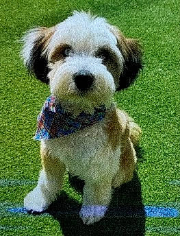 Mocha is registered to the contest to win money with this photo: canidae, carnivore, collar, companion_dog, corn_on_the_cob, dog, dog_breed, dog_collar, dog_supply, grass, maltepoo, plant, small_terrier, snout, sporting_group, tail, terrier, toy_dog, water_dog, working_animal